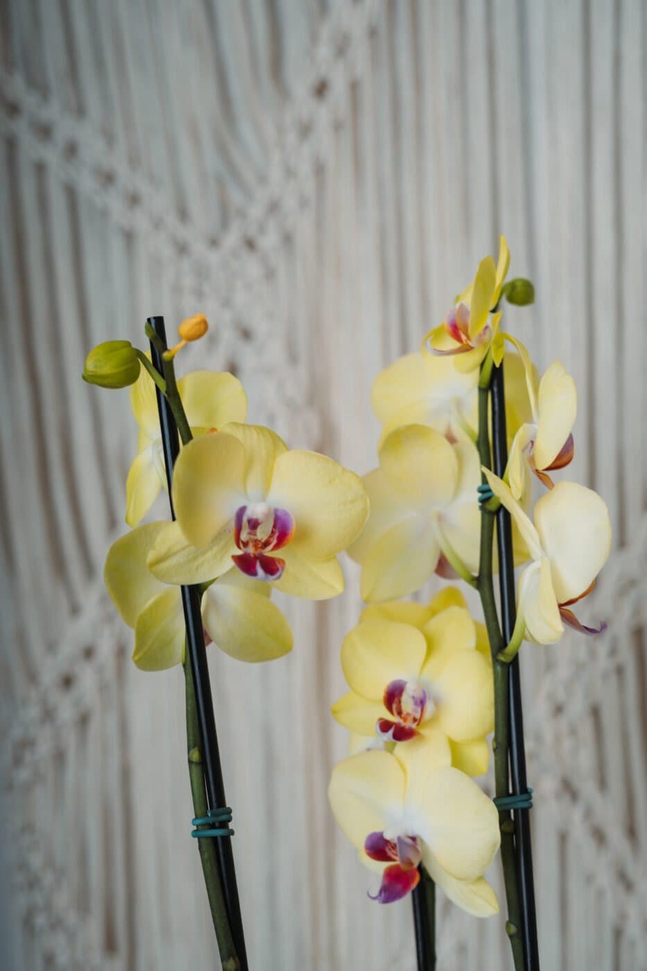 Miniatura 2 do produto Flor Orquídea